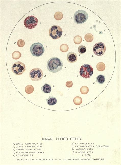 Blood Cells Erythrocytes Leukocytes And Biomedical Ephemera Or