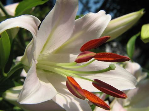 White Stargazer Lily Planting And Growing
