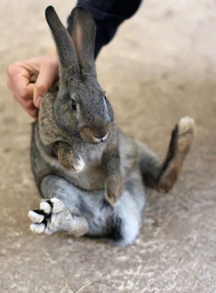 Cute Rabbit Is Being Held By A Mans Handrabbit Held By The Scruff In