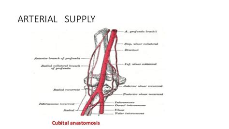 Elbow Joint Anatomy And Examination