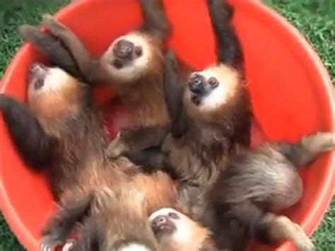 Adorable Bucket Full Of Sloths Takes Over Internet
