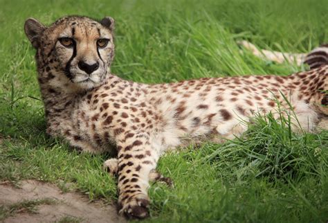 Exmoor Zoo Prices Discount Vouchers Ticket Offers Opening Times