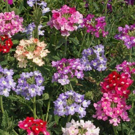 Verbena Florist Mix Ground Cover Seeds Verbena Hybrids 50seeds