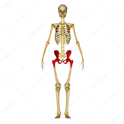 Skeleton Hip — Stock Photo © Sciencepics 66251697