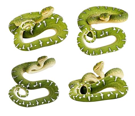 Green Snakes Png Image Transparent Image Download Size 1433x1229px