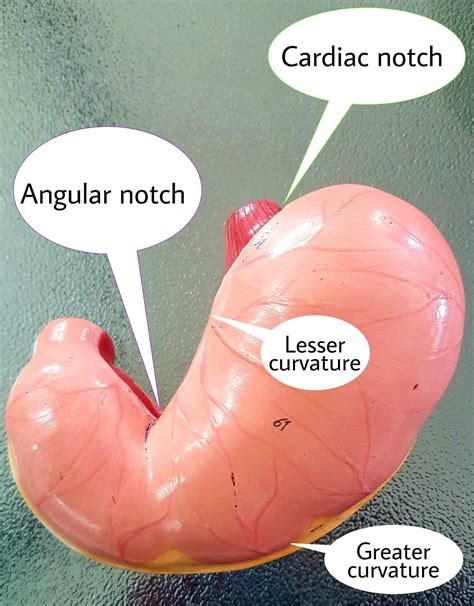 بریدگی کاردیاک معده - اطلس الکترونیک آناتومی