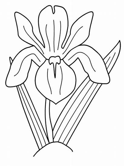Iris Coloring Pages Flower Flowers Colors Printable