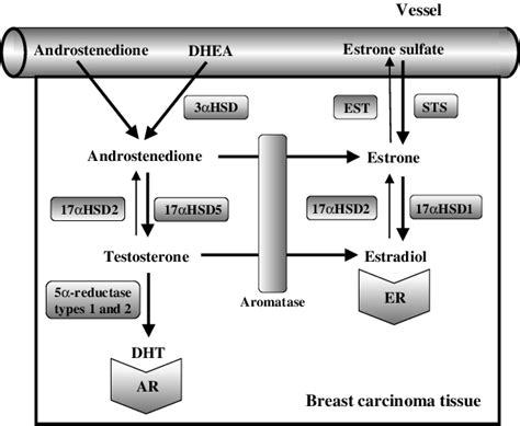 Scheme Representing Local Production Of Sex Steroids In Human Breast Download Scientific