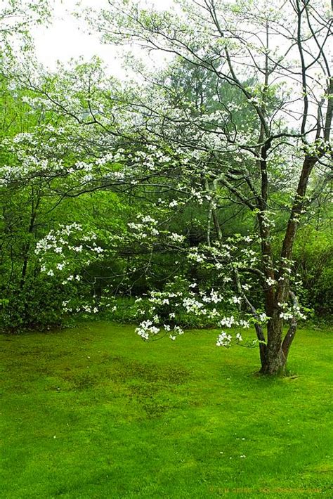 Seek emergency veterinary treatment immediately if you suspect your dog has eaten parts of the passion flower plant. Dogwood Tree Berries Poisonous To Dogs