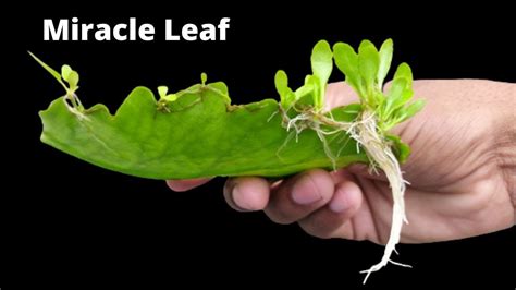 How To Grow Bryophyllum Leaves In Water Pathor Kuchi Miracle Leaf