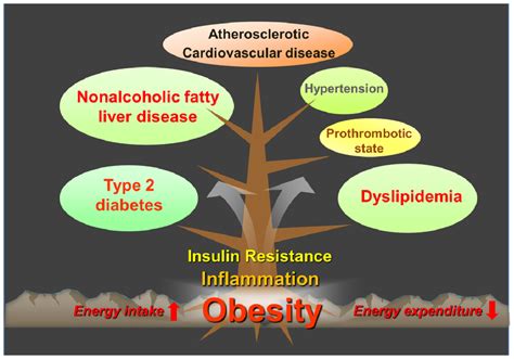 Ijms Free Full Text Obesity And Its Metabolic Complications The