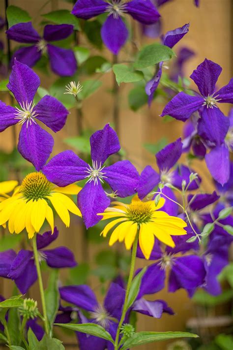 What To Plant Together For A Picture Perfect Flower Garden All Year