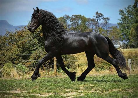 The Majestic Friesian Horses Most Beautiful Horses Friesian Horse