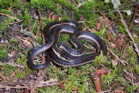 Northwestern Garter Snake Thamnophis Ordinoides Adult Reduced