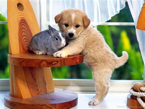 Pets Pictures, Images, Graphics