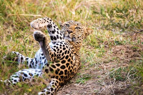 Leopard Being Playfull Smithsonian Photo Contest Smithsonian Magazine