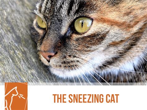 Cat runny nose, runny eyes and sneezing. The Pet Professionals
