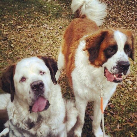 Casey Most Beautiful White Face Saint Bernard And My Diesel