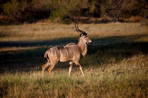 Kudu Antelope