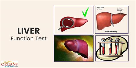 Liver perform multiple important function that is very much important for survive of human being. Human Liver Anatomy, Function, Location, Parts & Diseases