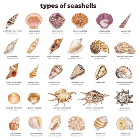 Free Vector Hand Drawn Realistic Vector Seashell Set With The Names