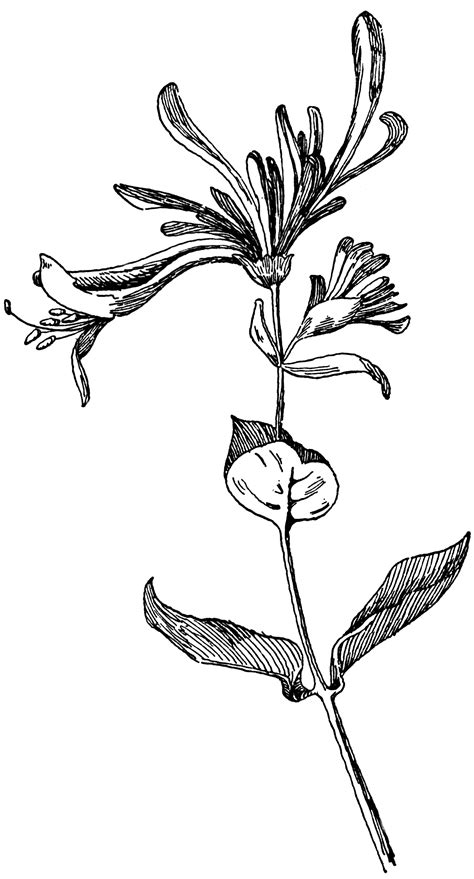 Honeysuckle | ClipArt ETC