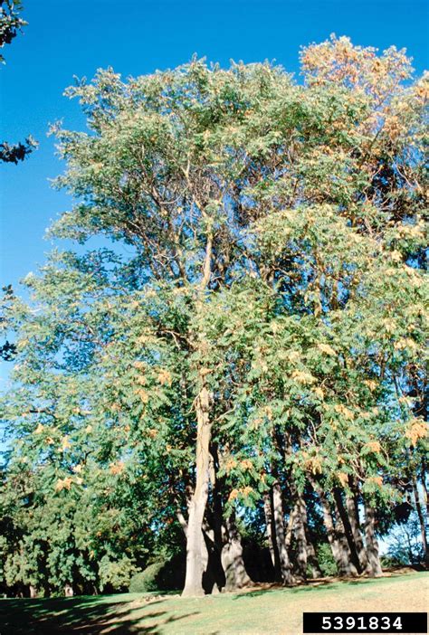 Tree Of Heaven Ailanthus Altissima