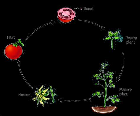 Tomato Life Cycle Illustration Used In Gr 4 6 Natural Scie Flickr