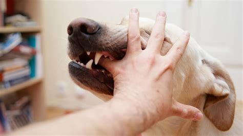 Dog Bite Injury Lawyer Can Help You Heal