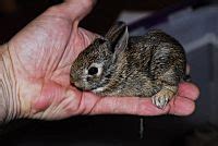 Rabbit Facts for Kids