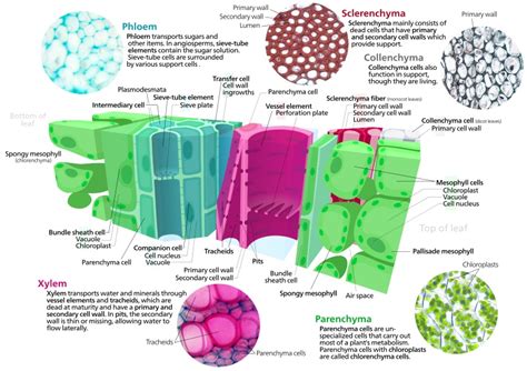 What Is The Difference Between Dermal Vascular And Ground Tissue