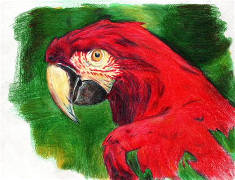 Parrot Color Pencil Sketch By Nickmockoviak On Deviantart