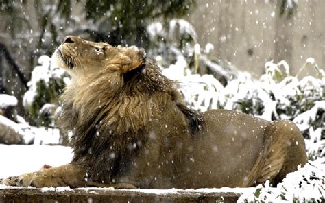 Lion In The Snow