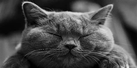Beide methoden verhindern die fortpflanzung. Ist die Kastration von Katzen erlaubt? - Fatwa Zentrum