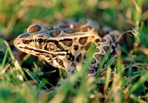 Northern Leopard Frog Photograph By Paul Whitten Pixels