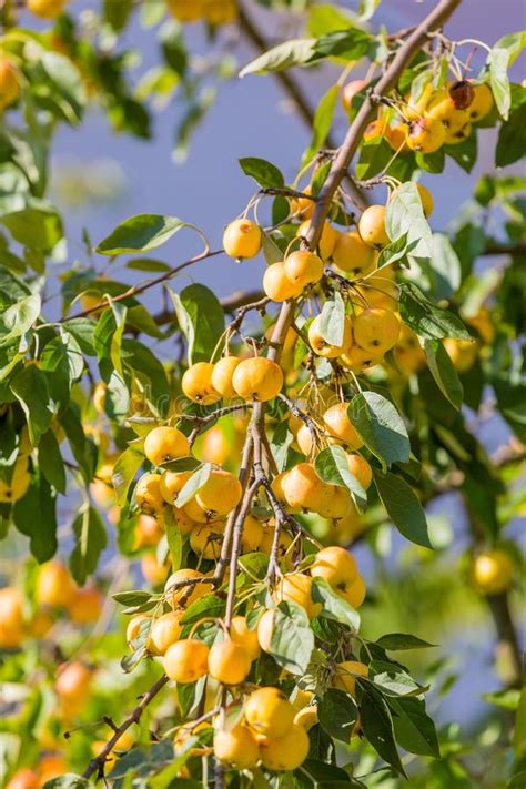 Varieties of tangerines and oranges grafted onto a dwarfing rootstock and potted into 15 to 25 gallon containers fruit satisfactorily. Small Yellow Apples On Branch Stock Image - Image of ...