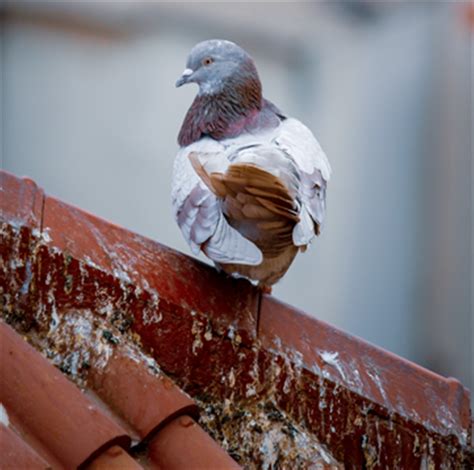 Pest controllers you can trust! Bird Control and Deterrents | The Bristol Pest Controller