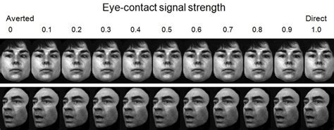 Sample face stimuli used in the Eye-Contact Perception ...