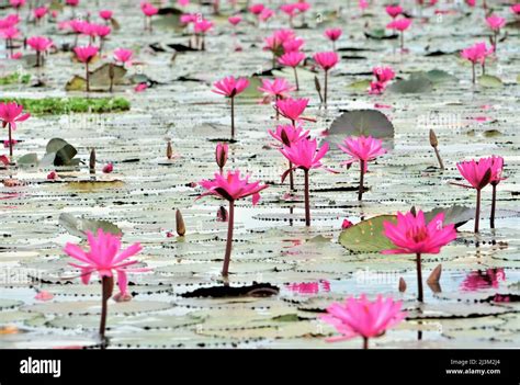 Blühende Lotusblumen Nelumbo Nucifera Auf Dem Red Lotus Lake Chiang