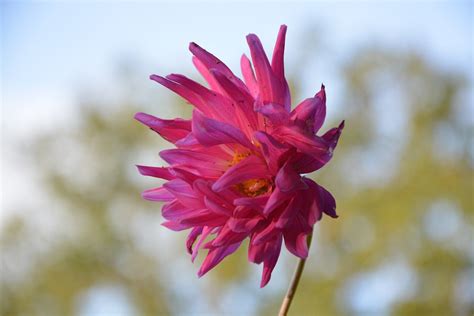 Bunga Profil Warna Pink · Foto Gratis Di Pixabay