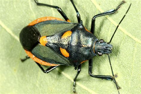 Predatory Stink Bug Euthyrhynchus Floridanus Bugguidenet