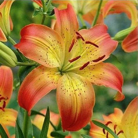 Lily Flower Lilium Flower Indian Lilly लिली का फूल Four Seasons