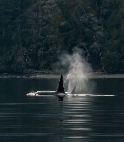Vancouver Island Whale Watch Nanaimo Bc Tourism Nanaimo