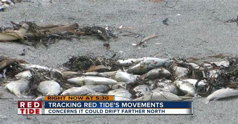 Experts Closely Monitor Red Tide Near Pinellas
