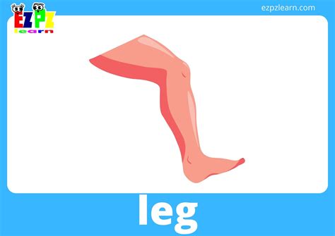 Body Parts Flashcards With Words