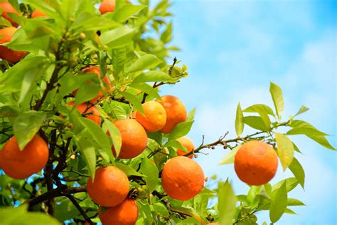 How To Grow Oranges In A Home Garden Harvest To Table
