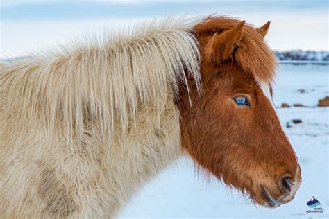 The Icelandic Horse What Makes It Unique All About Iceland