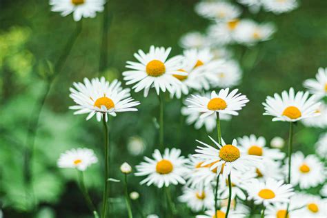 How To Grow And Care For Becky Shasta Daisy