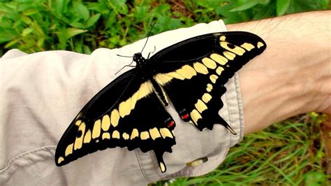 Giant Swallowtail Butterfly Caterpillar