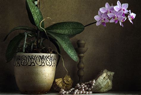 Beautiful Still Life Photography Incredible Snaps